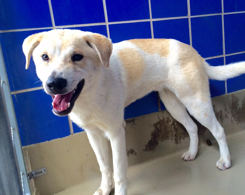 Illustration for article titled Dog Who Interrupted MotoGP Practice Session Has Found A Loving Home